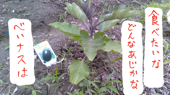 べいナス